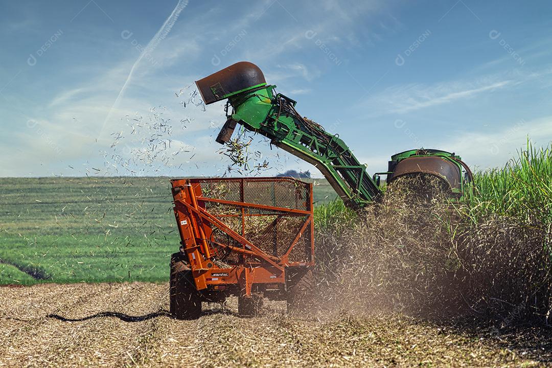 Plantação de cana-de-açúcar de colheita de máquina Imagem JPG