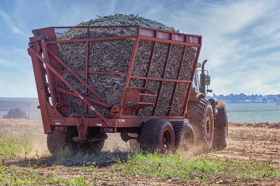 Plantação de cana-de-açúcar de colheita de máquina Imagem JPG