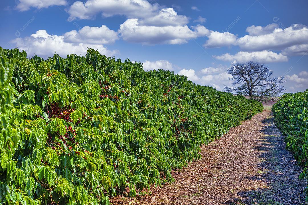 Closeup de frutos de café na fazenda de café e plantações no Brasil Imagem JPG