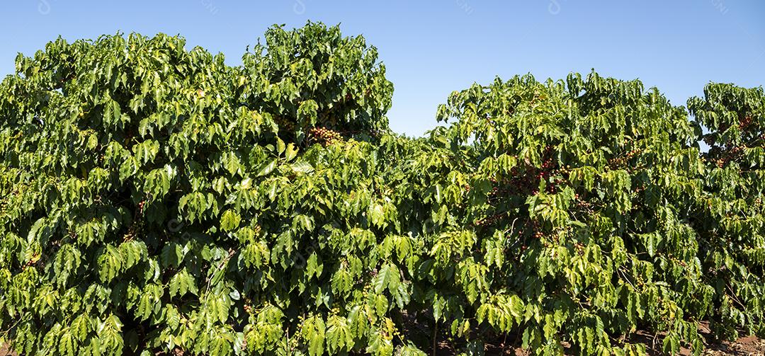 Closeup de frutos de café na fazenda de café e plantações no Brasil Imagem JPG