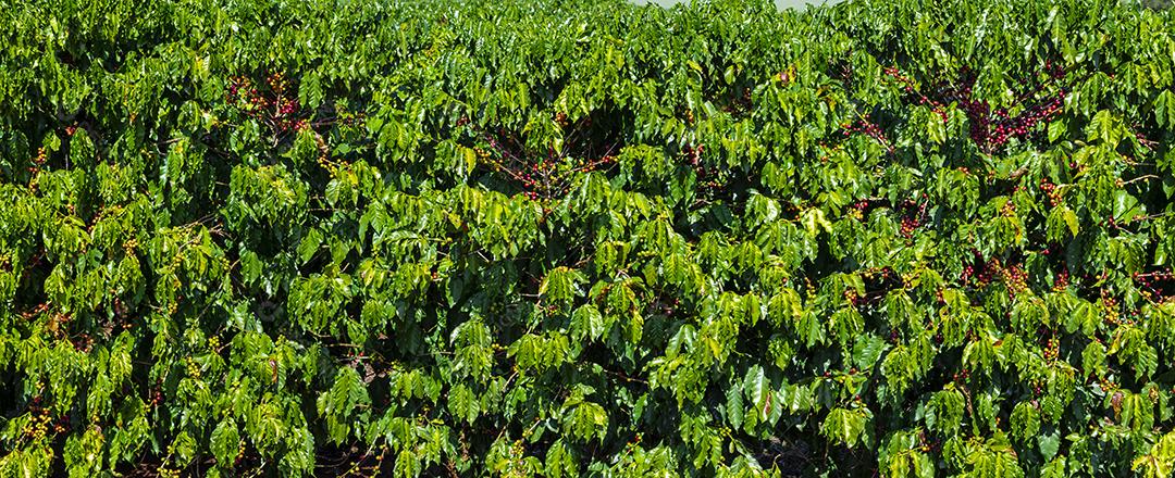 Closeup de frutos de café na fazenda de café e plantações no Brasil Imagem JPG