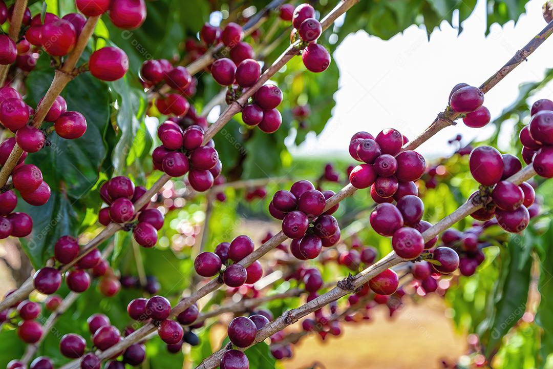 Closeup de frutos de café na fazenda de café e plantações no Brasil Imagem JPG
