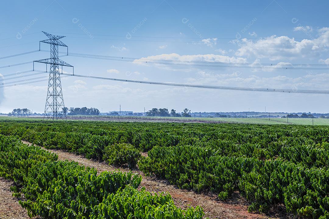 Torre de transmissão de energia no meio da plantação de cafe Imagem JPG