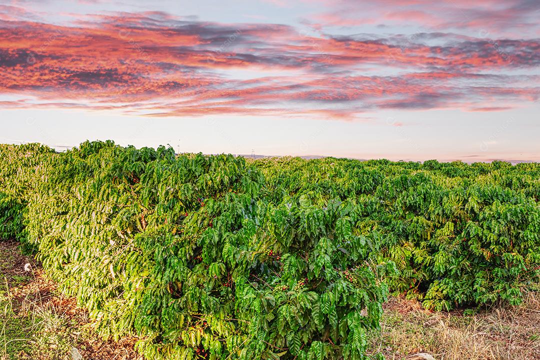 Closeup de frutos de café na fazenda de café e plantações no Brasil Imagem JPG