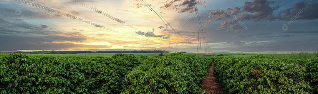 frutos de café em fazendas e plantações de café no Brasil Imagem JPG