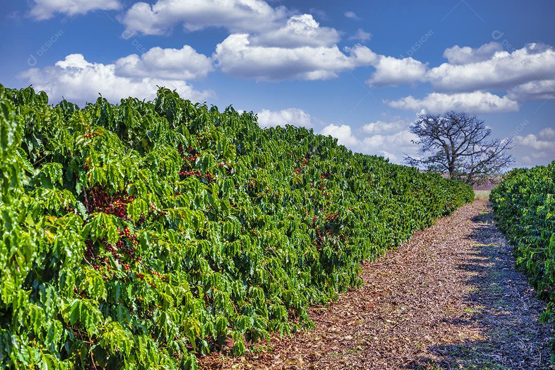 frutos de café em fazendas e plantações de café no Brasil Imagem JPG