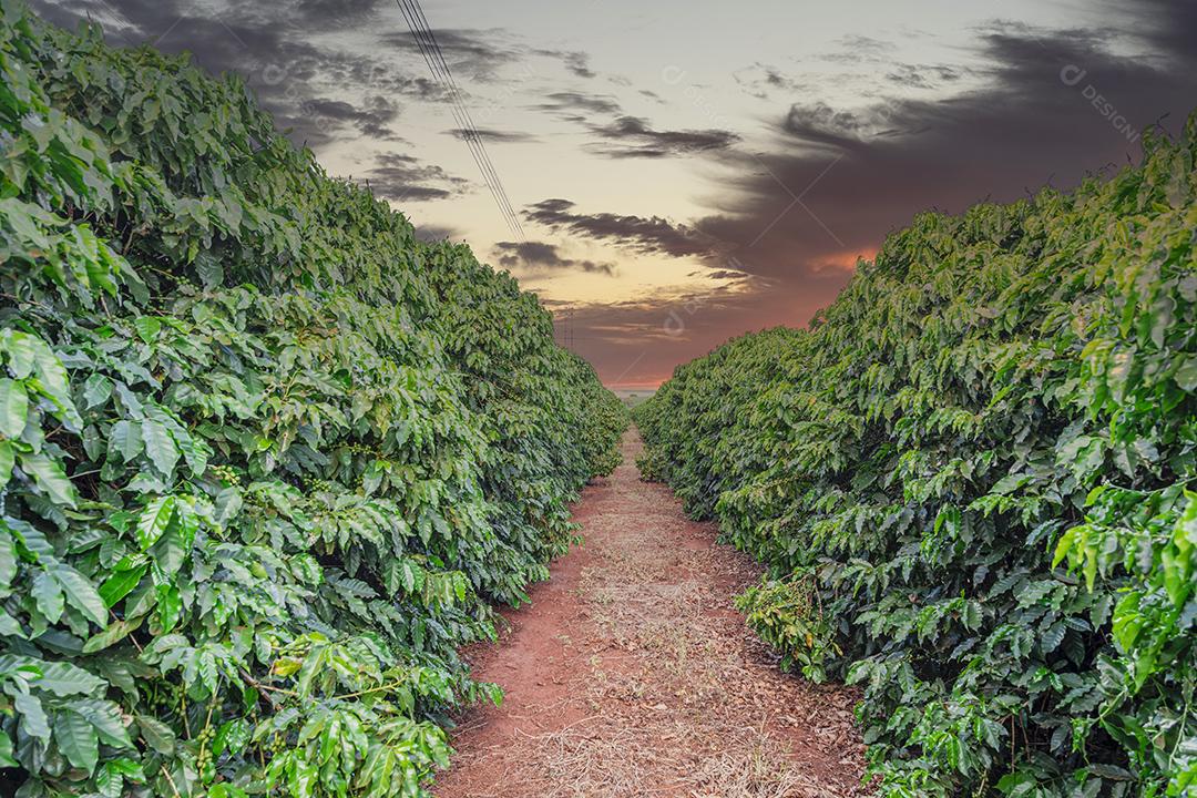 frutos de café em fazendas e plantações de café no Brasil Imagem JPG