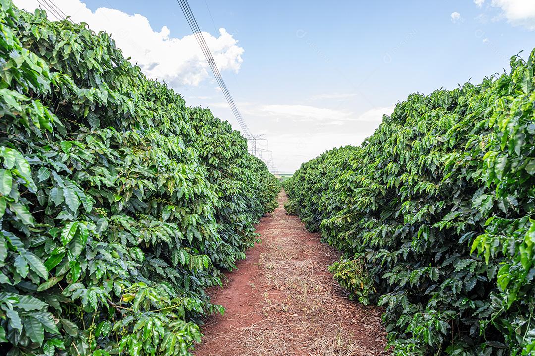frutos de café em fazendas e plantações de café no Brasil Imagem JPG
