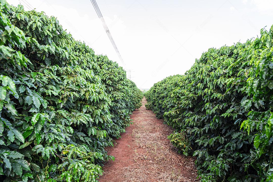 frutos de café em fazendas e plantações de café no Brasil Imagem JPG