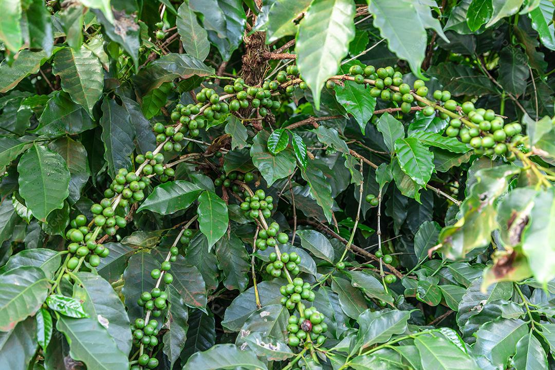 Grãos de café em um galho de árvore O café arábica vermelho e verde seja Imagem JPG