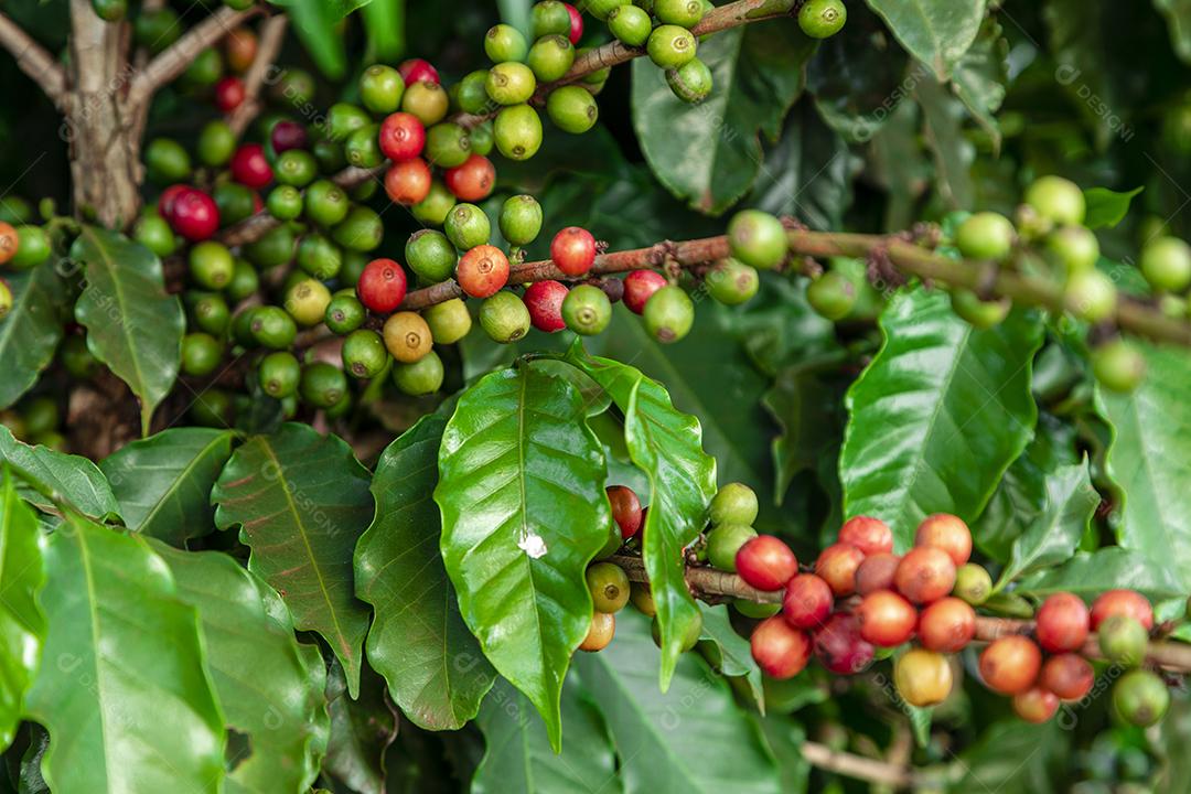 Grãos de café em um galho de árvore O café arábica vermelho e verde seja Imagem JPG