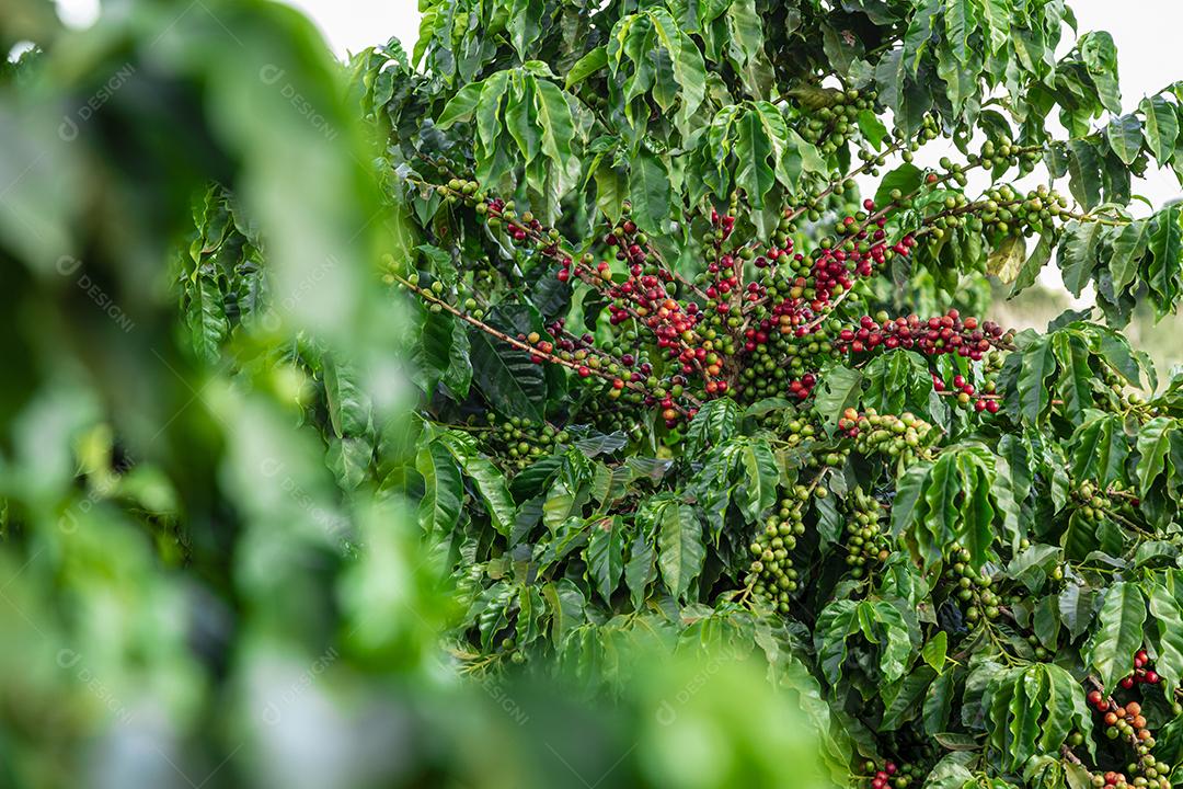 Grãos de café em um galho de árvore O café arábica vermelho e verde seja Imagem JPG