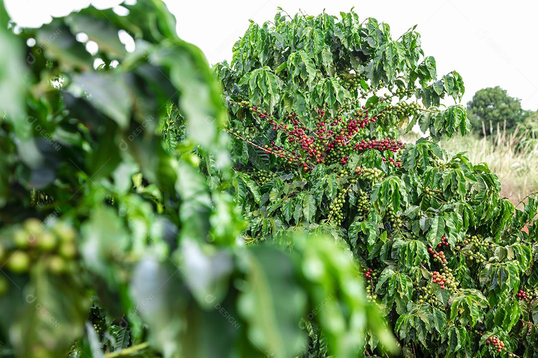 Grãos de café em um galho de árvore O café arábica vermelho e verde seja Imagem JPG
