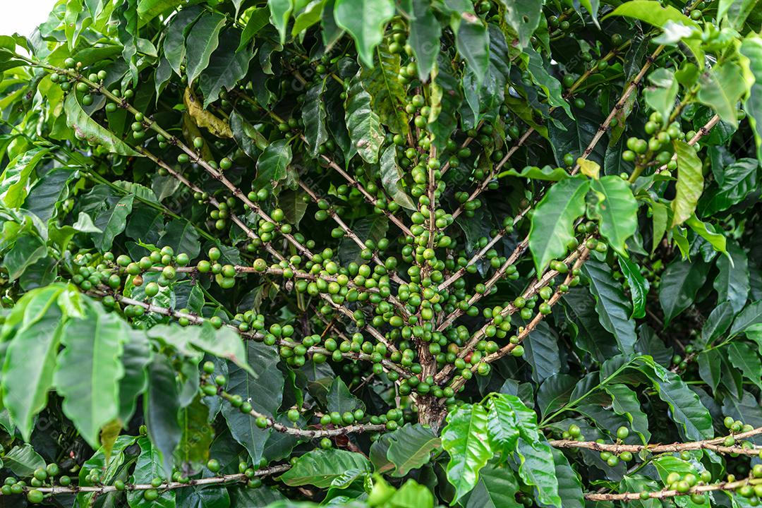 Grãos de café em um galho de árvore O café arábica vermelho e verde seja Imagem JPG