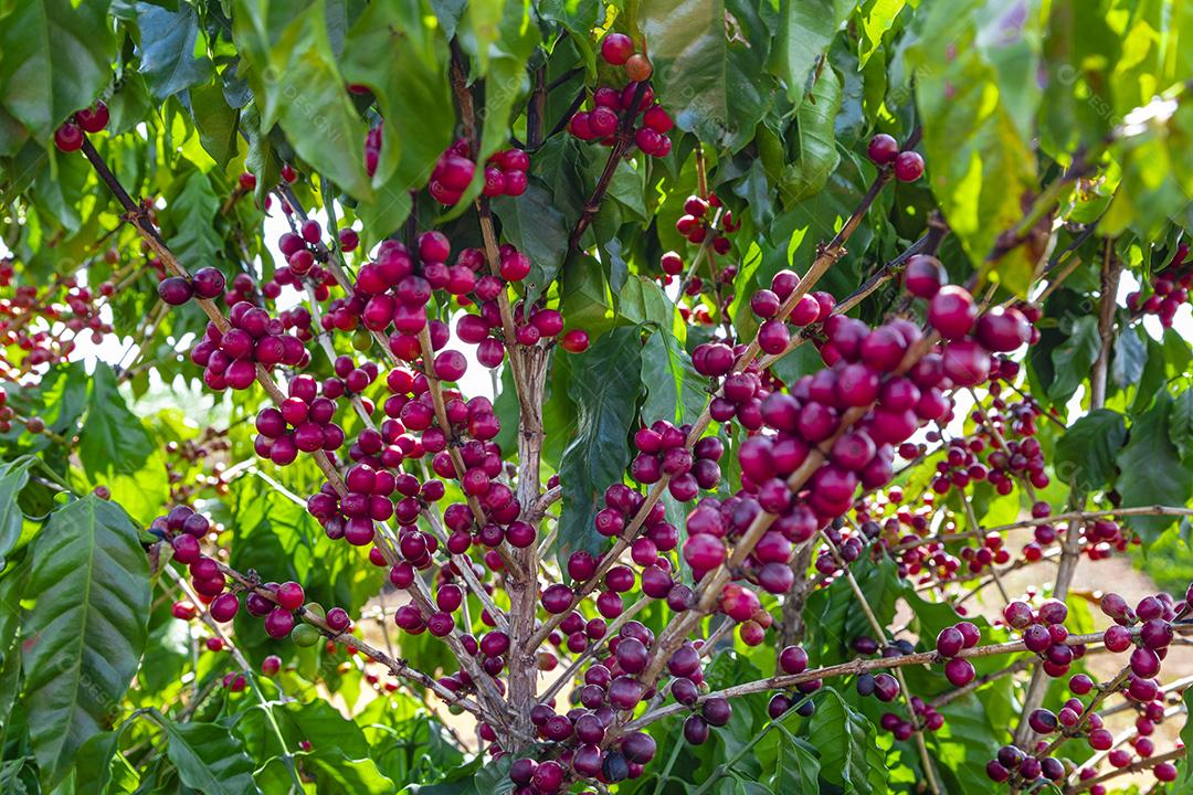 Grãos de café em um galho de árvore O café arábica vermelho e verde seja Imagem JPG