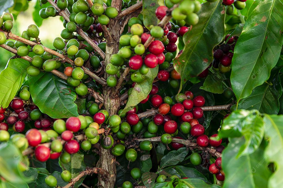 Grãos de café em um galho de árvore O café arábica vermelho e verde seja Imagem JPG