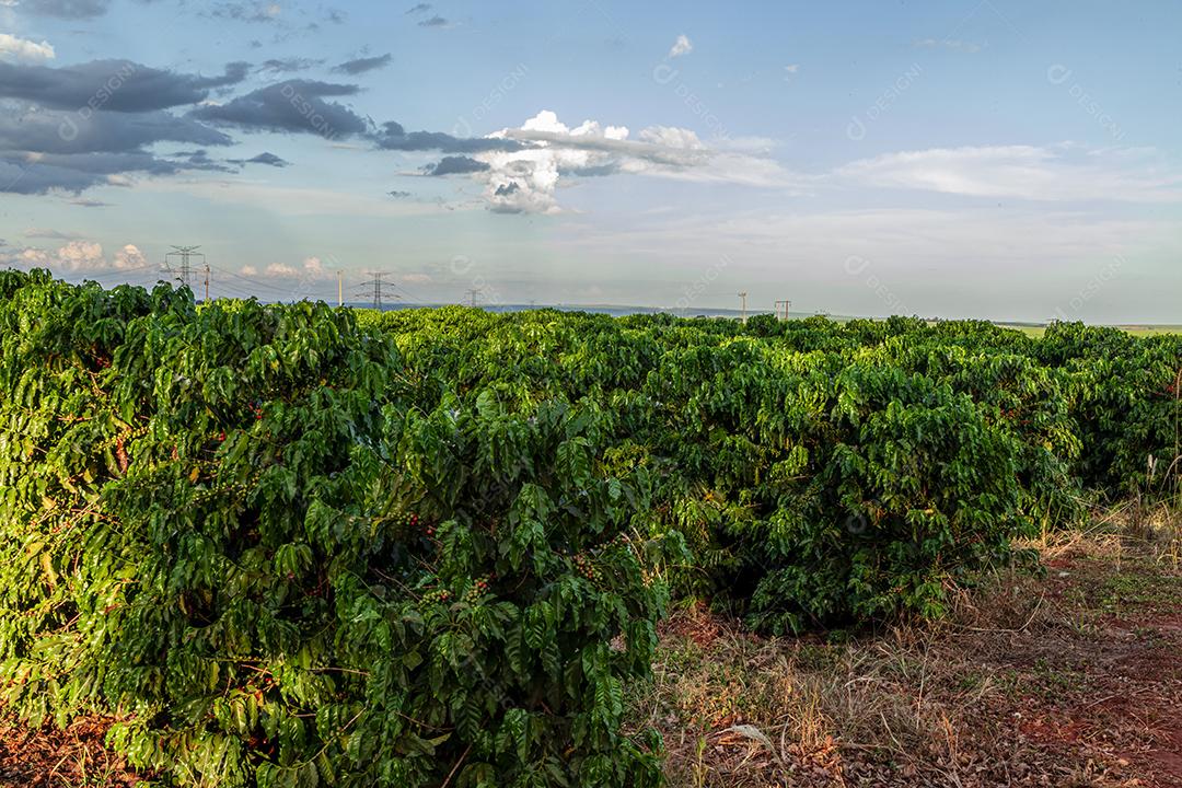 Torre de transmissão de energia no meio da plantação de café Imagem JPG