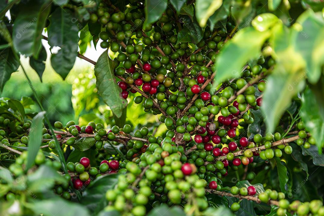 Grãos de café em um galho de árvore O café arábica vermelho e verde seja Imagem JPG