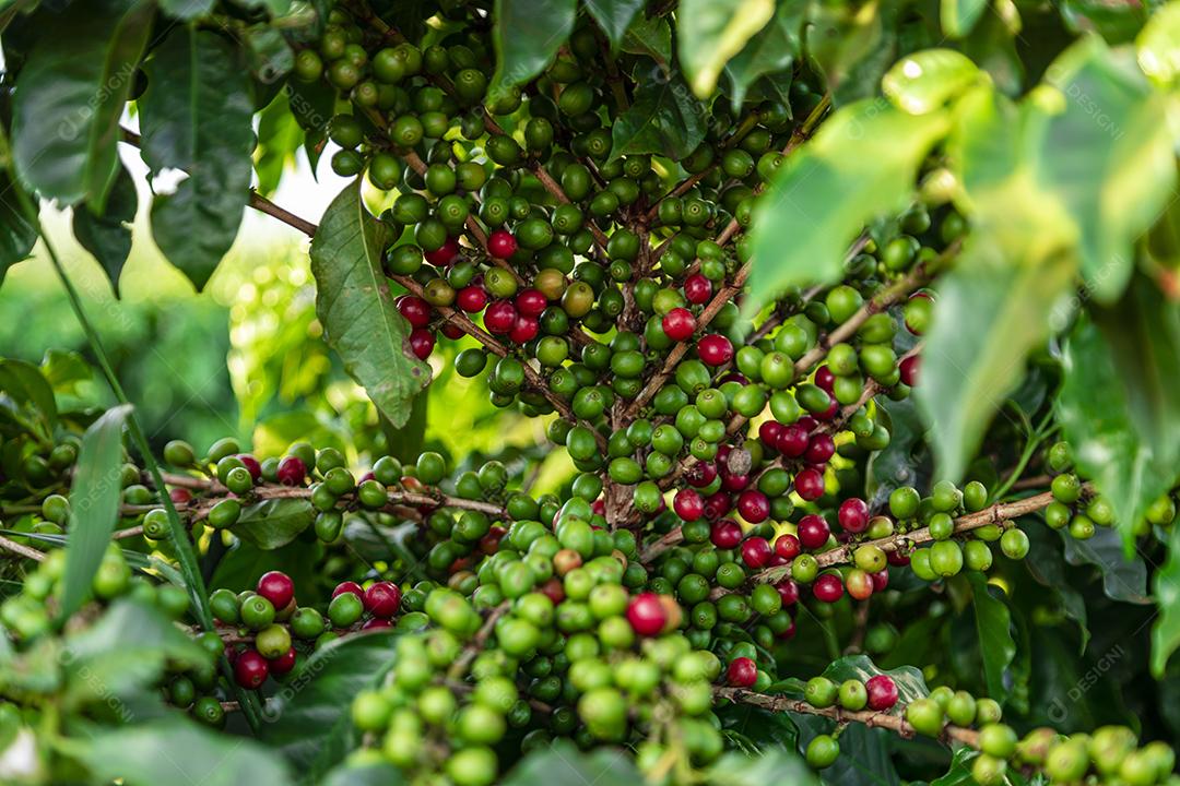 Grãos de café em um galho de árvore O café arábica vermelho e verde seja Imagem JPG