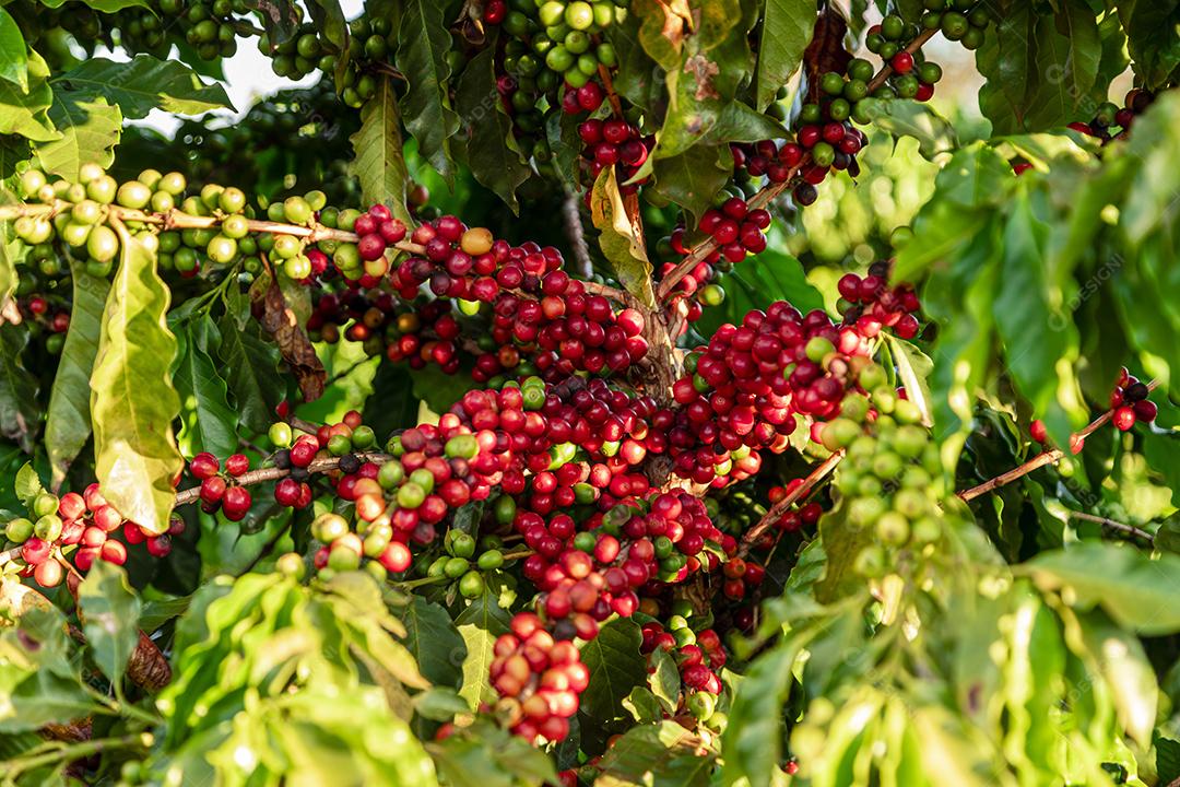 Grãos de café em um galho de árvore O café arábica vermelho e verde seja Imagem JPG