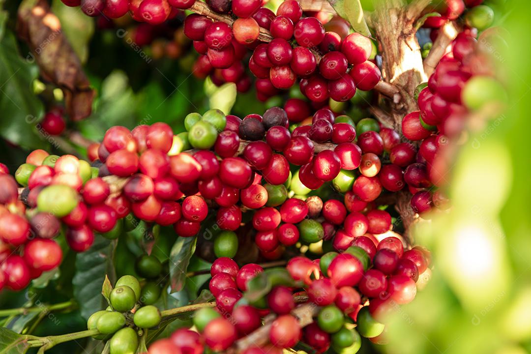 Grãos de café em um galho de árvore O café arábica vermelho e verde seja Imagem JPG