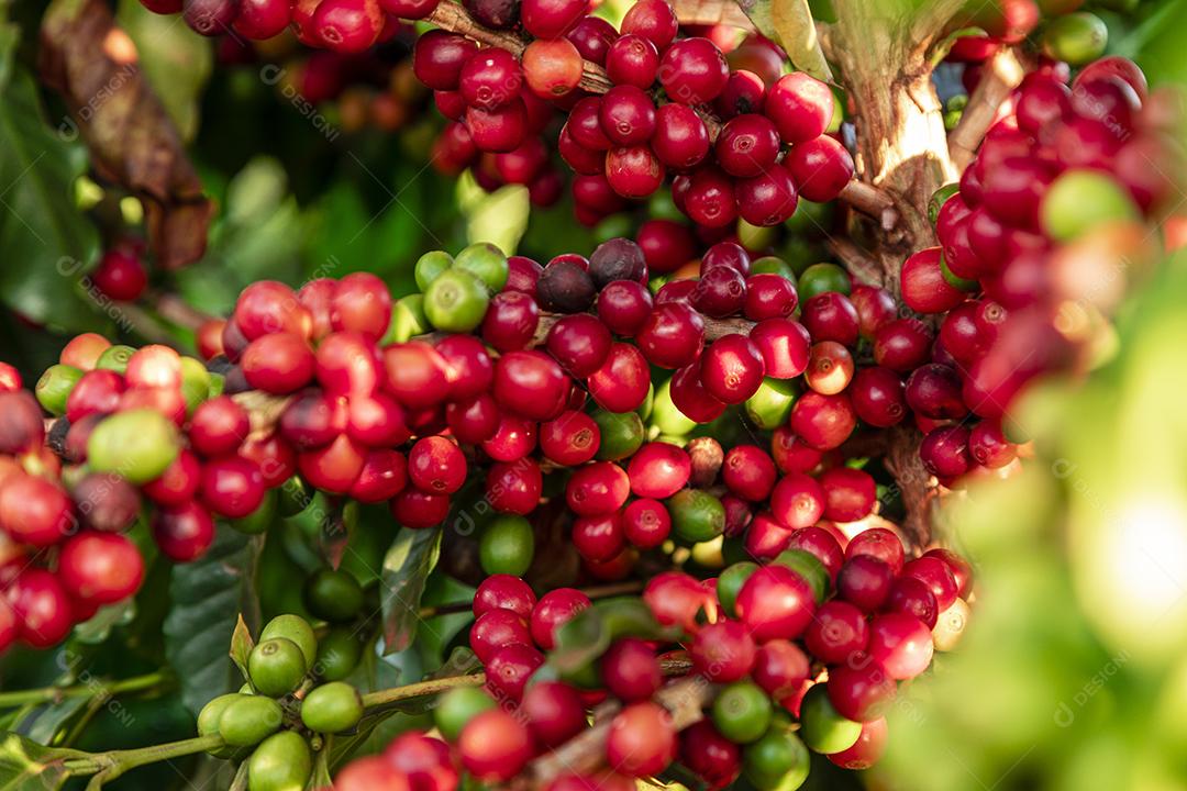 Grãos de café em um galho de árvore O café arábica vermelho e verde seja Imagem JPG