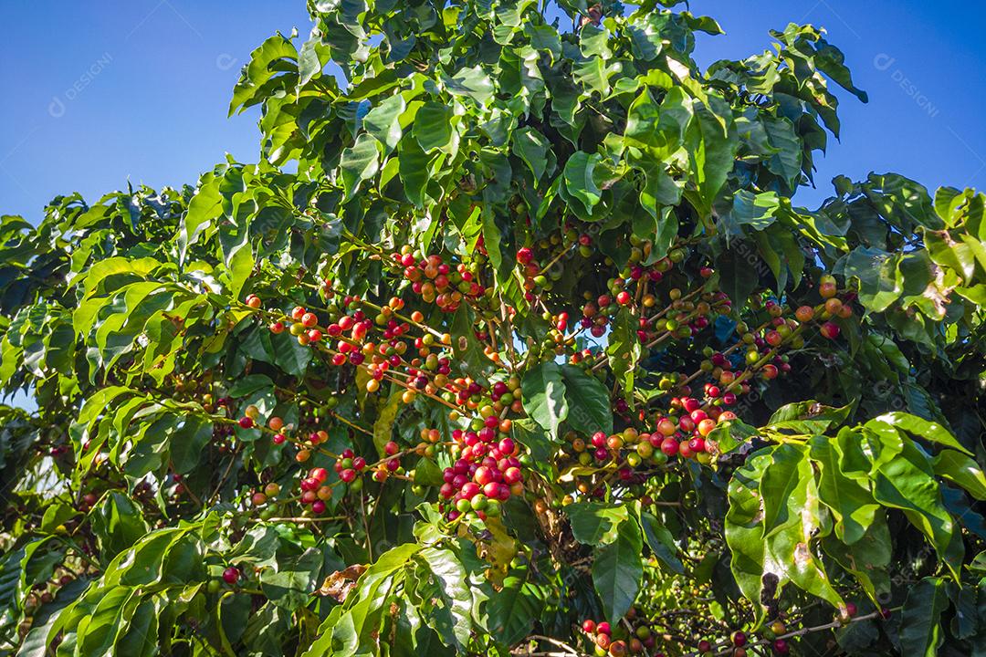 Plantações de Café na Fazenda Imagem JPG