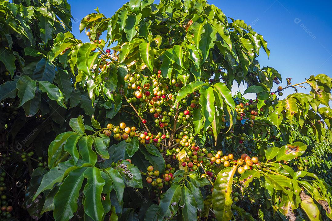 Plantações de Café na Fazenda Imagem JPG
