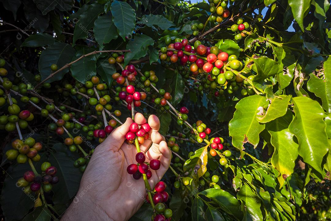 A Mão de uma Pessoa segurando Grãos de Café na Árvore Imagem JPG