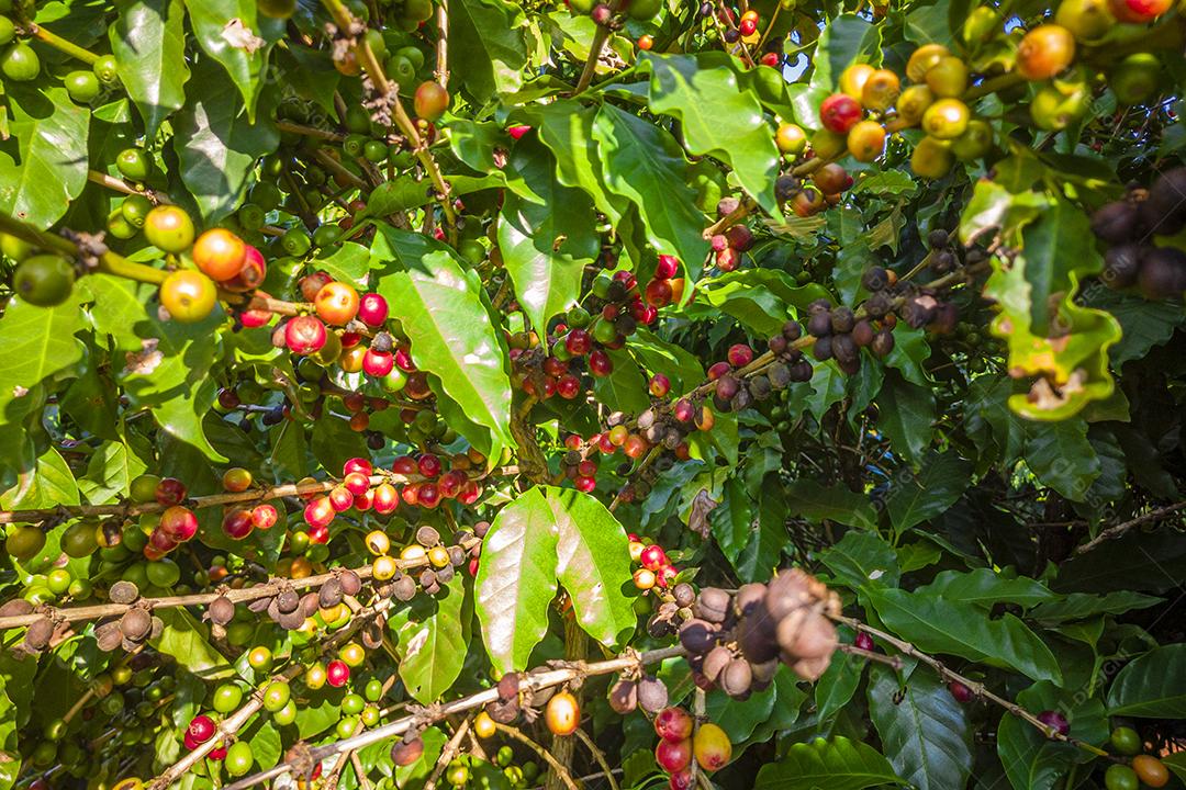Plantações de Café na Fazenda Imagem JPG