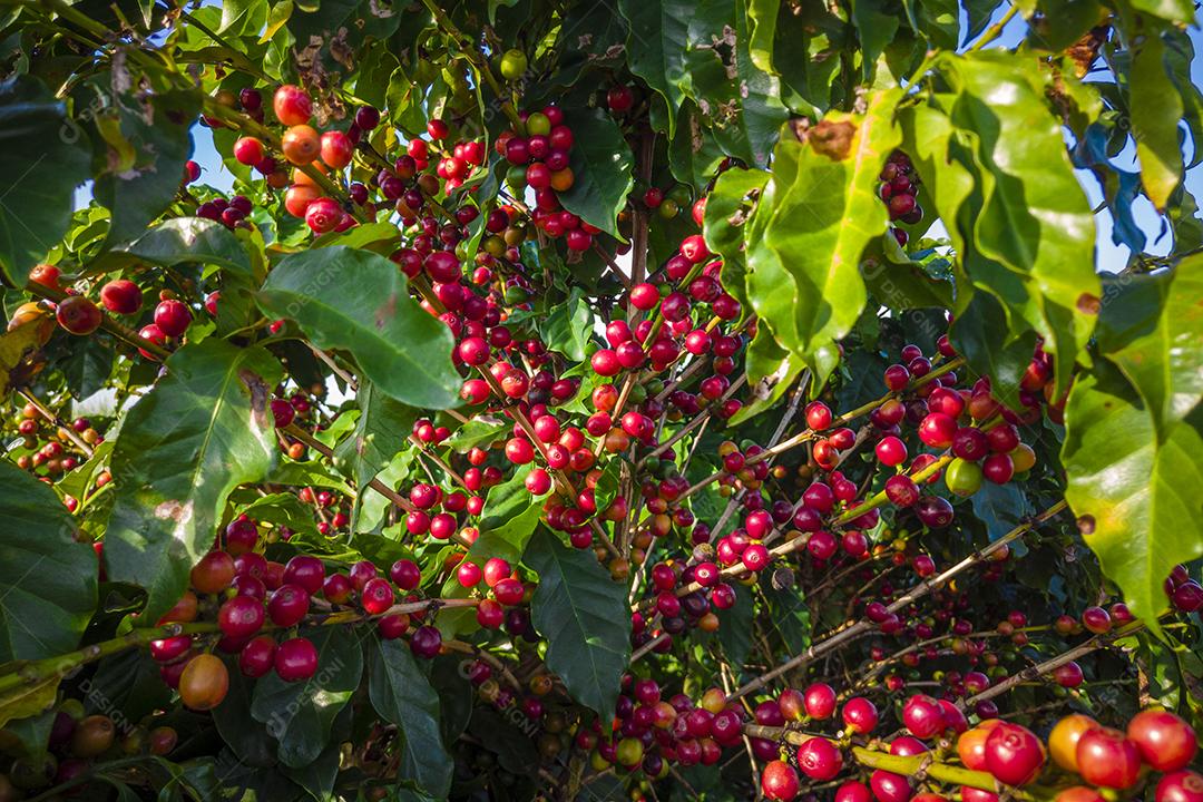 Plantações de Café na Fazenda Imagem JPG
