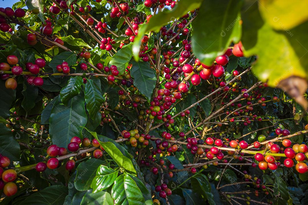 Plantações de Café na Fazenda Imagem JPG