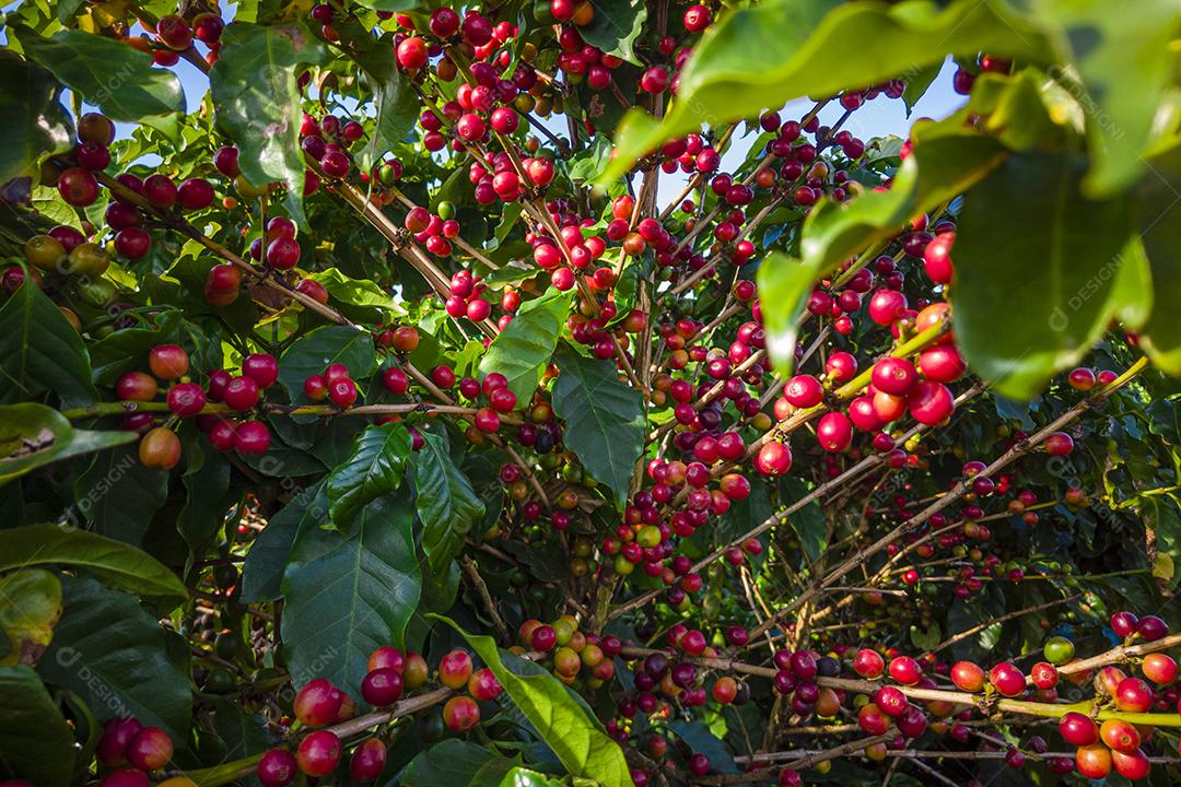 Plantações de Café na Fazenda Imagem JPG