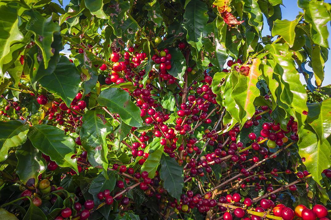 Plantações de Café na Fazenda Imagem JPG