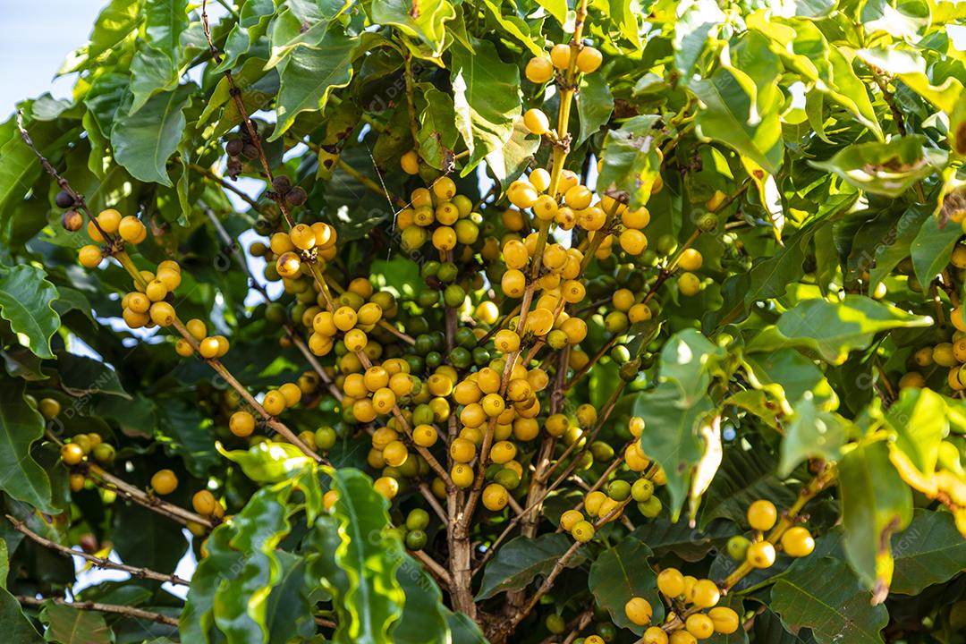 Grãos de café na árvore Imagem JPG