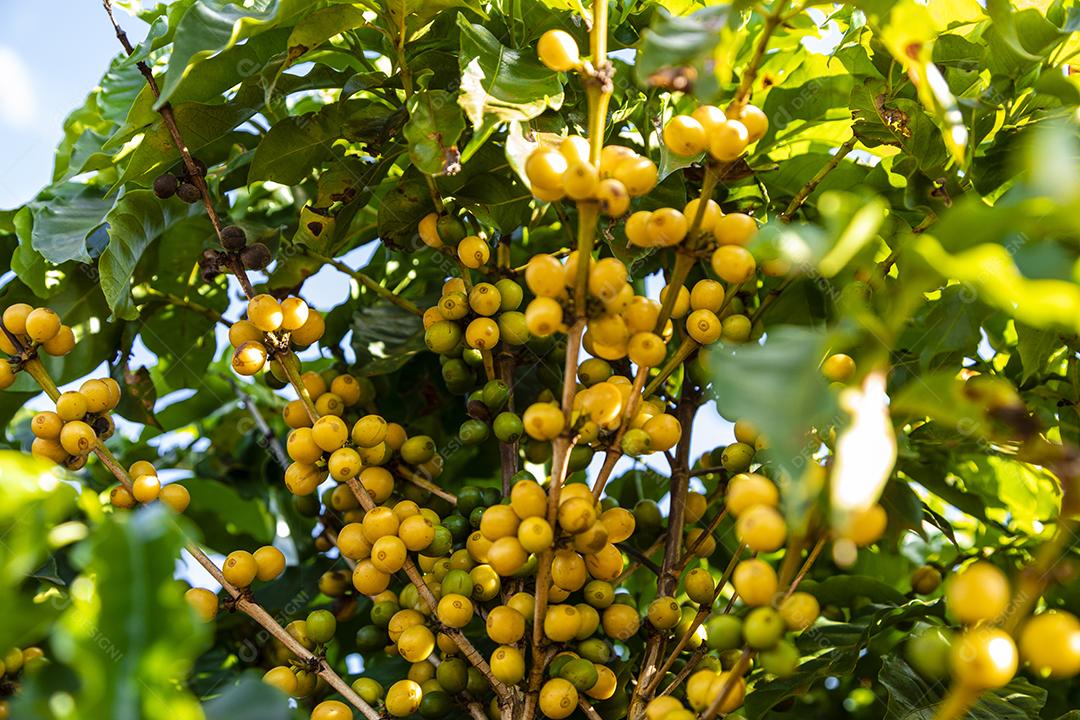 Grãos de café na árvore Imagem JPG