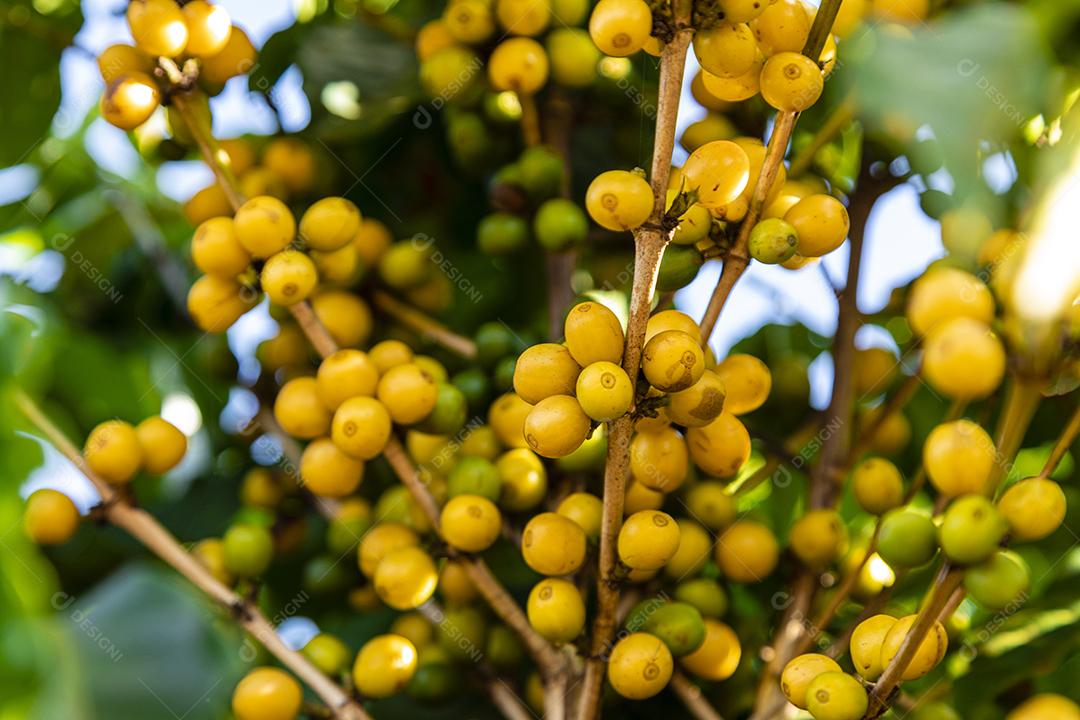 Grãos de café na árvore Imagem JPG