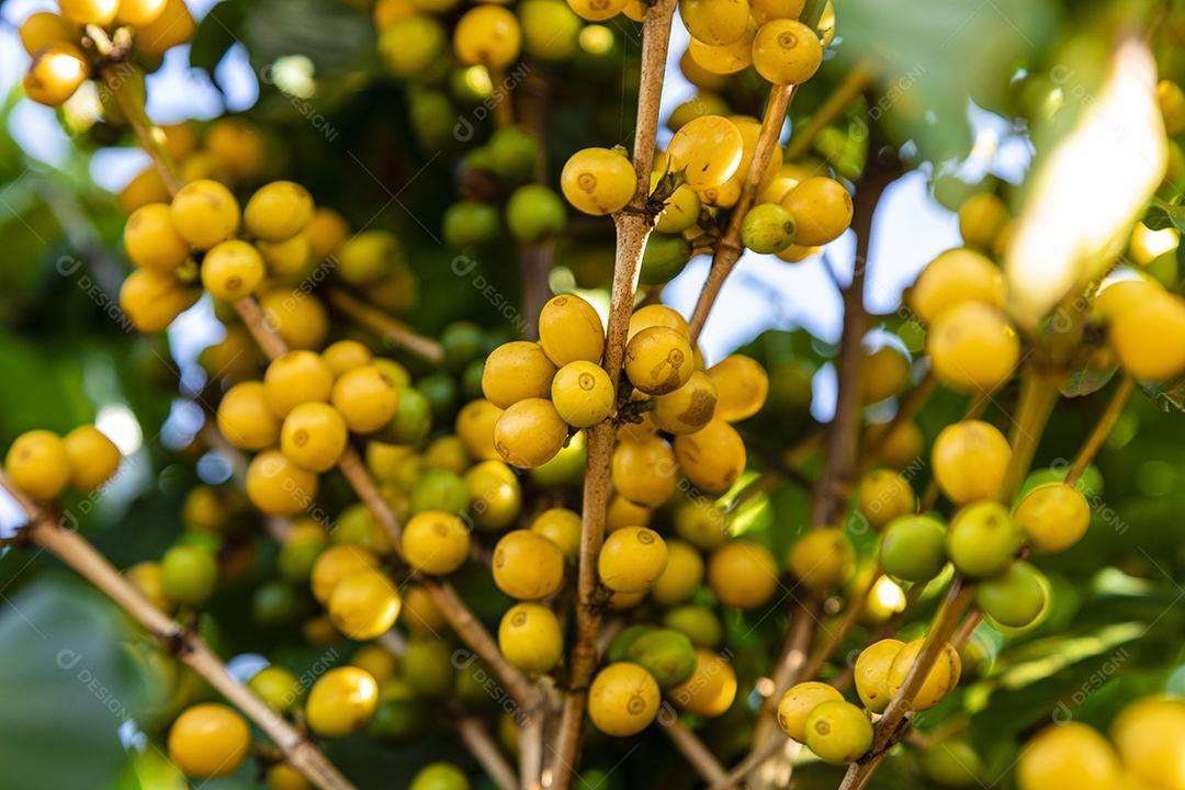 Grãos de café na árvore Imagem JPG