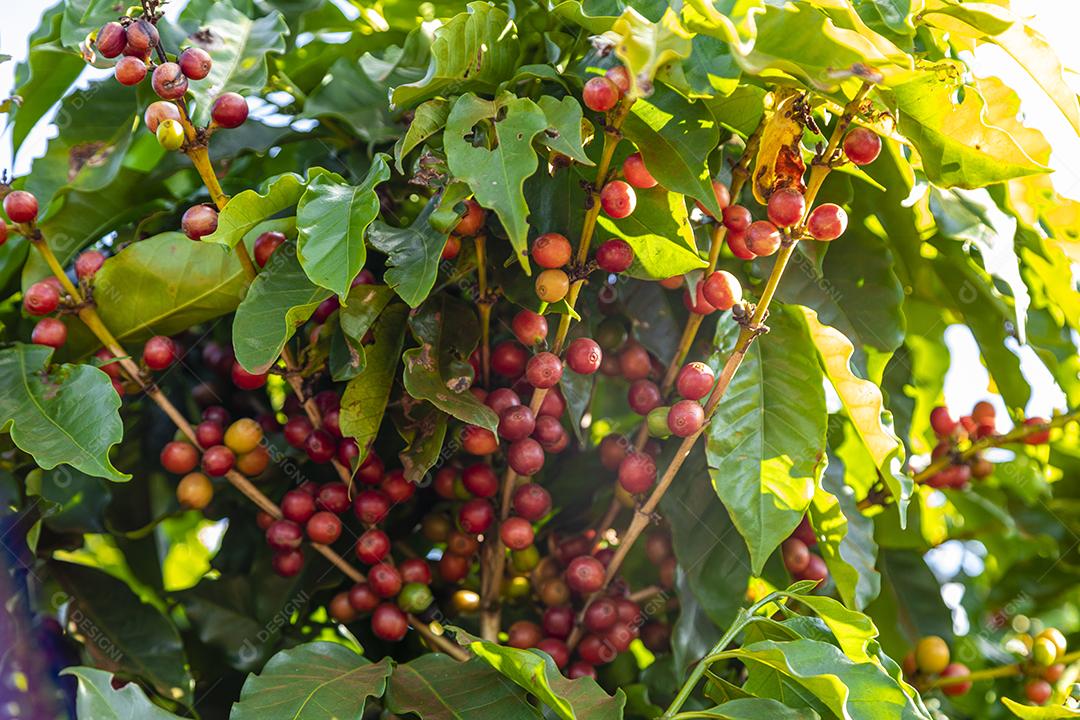 Grãos de café na árvore Imagem JPG