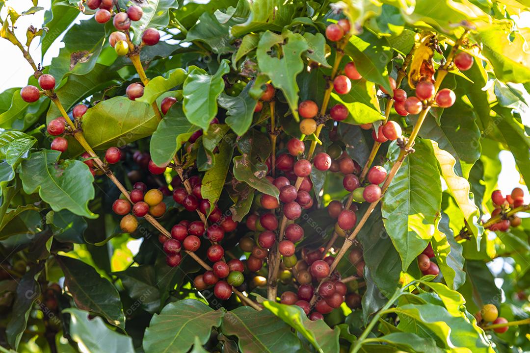 Grãos de café na árvore Imagem JPG