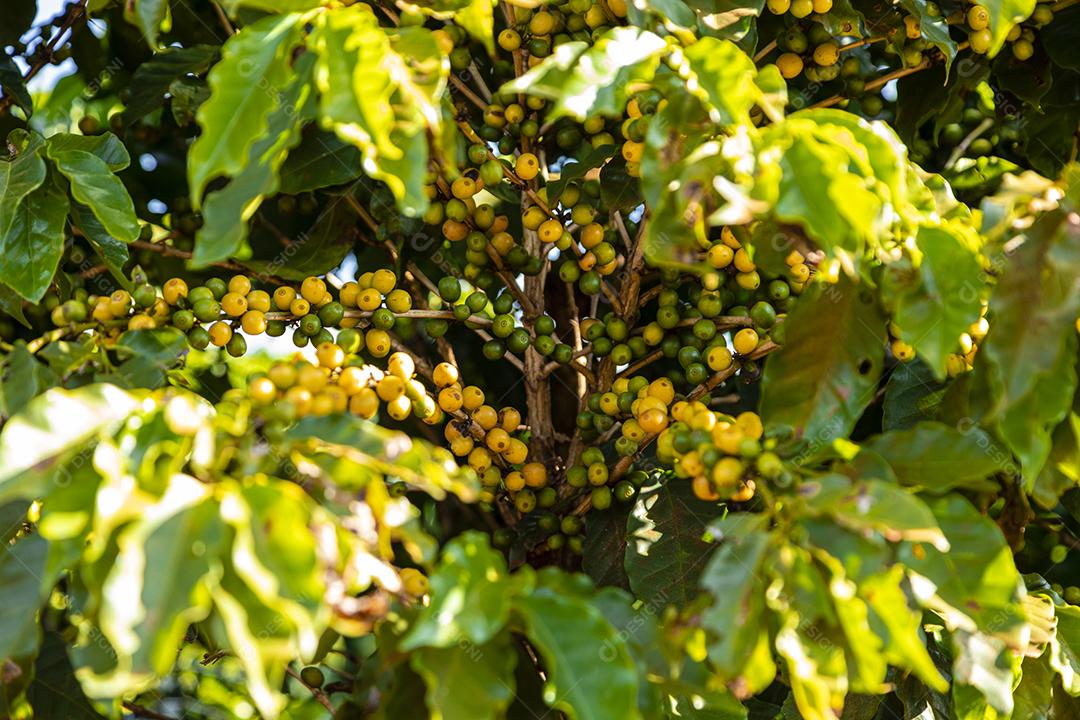 Grãos de café na árvore Imagem JPG