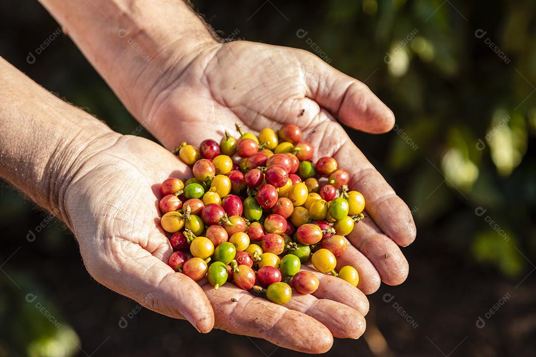A Mão de uma Pessoa segurando Grãos de Café na Árvore Imagem JPG