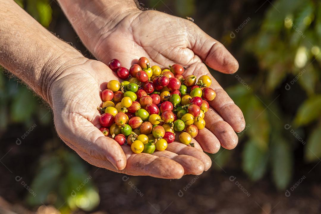 A Mão de uma Pessoa segurando Grãos de Café na Árvore Imagem JPG