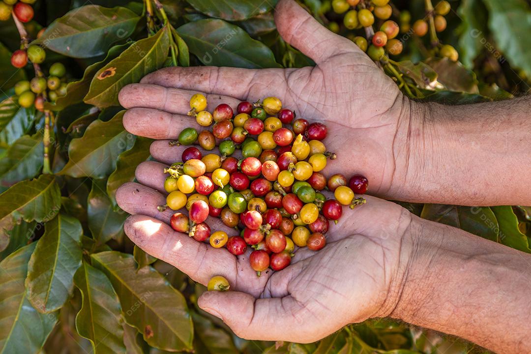 A Mão de uma Pessoa segurando Grãos de Café na Árvore Imagem JPG