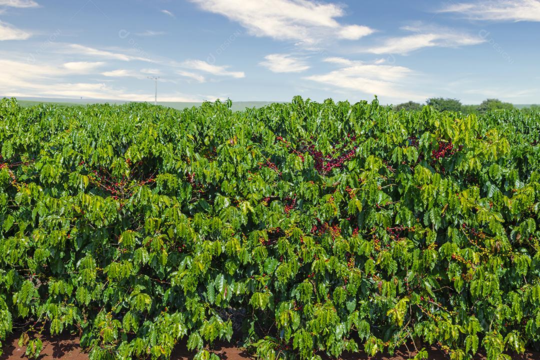 A Mão de uma Pessoa segurando Grãos de Café na Árvore Imagem JPG