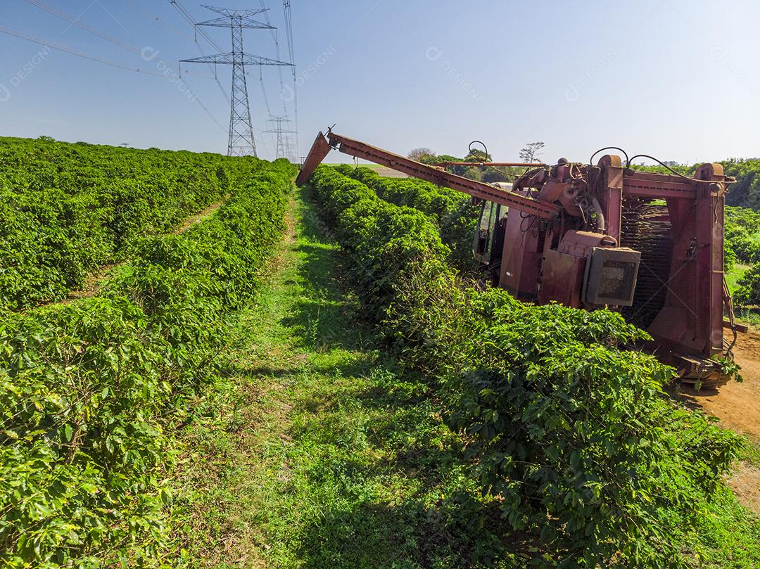 Máquina no campo colhendo café na plantação Imagem JPG