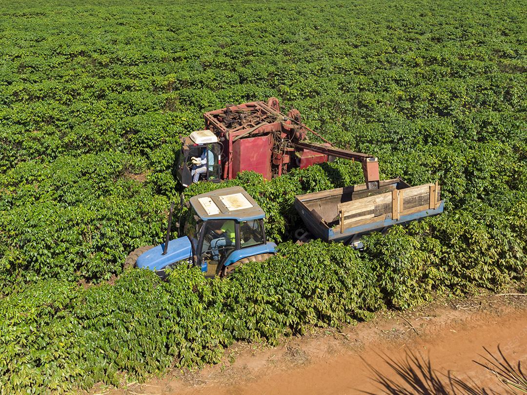 Máquina no campo colhendo café na plantação Imagem JPG