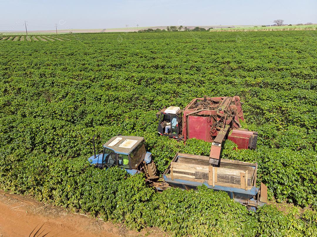 Máquina no campo colhendo café na plantação Imagem JPG