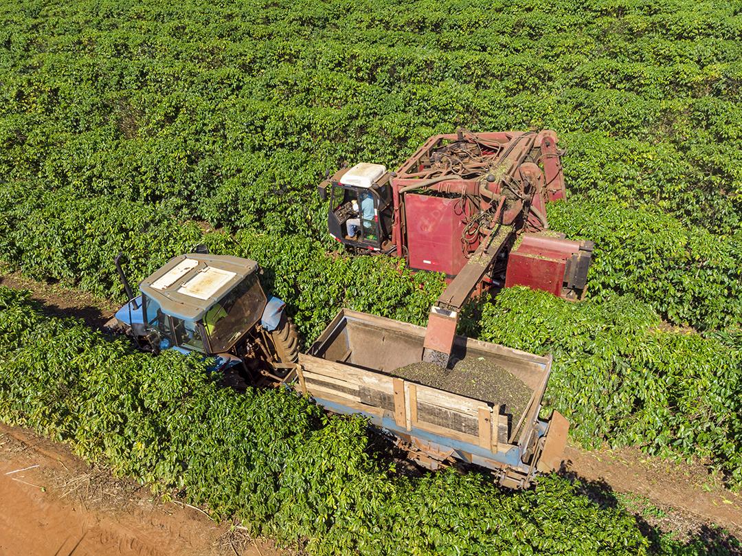 Máquina no campo colhendo café na plantação Imagem JPG