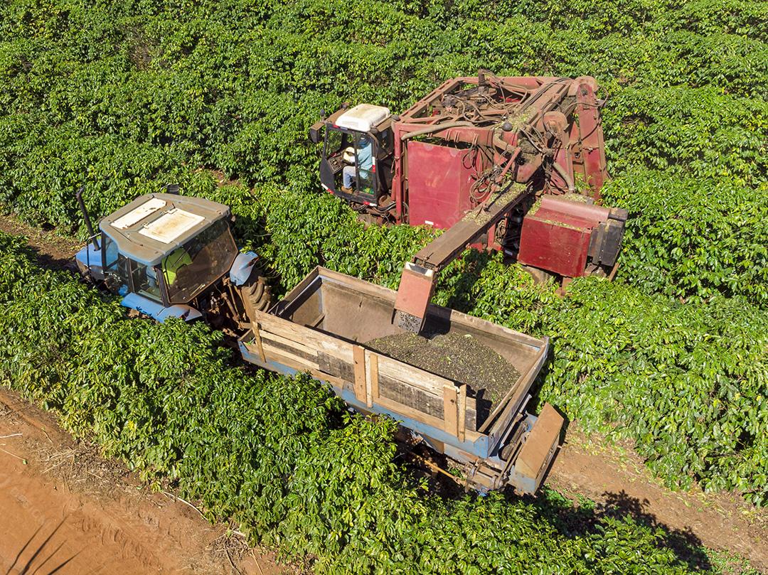 Máquina no campo colhendo café na plantação Imagem JPG